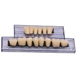 WECANDO 168 Pcs Dental Synthetic Resin Tooth Denture 6 Sets False Teeth for Halloween Horror Teeth 23 A2 13