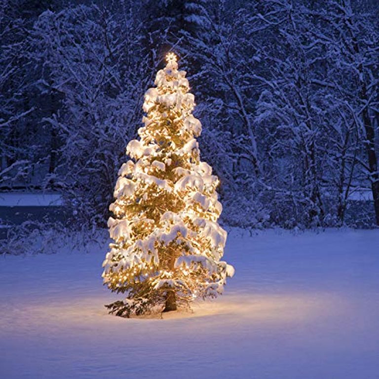 PREXTEX Warm White Christmas Lights (20 Feet, 100 Lights) - White Christmas Tree Lights Indoor White Wire - Clear Christmas Light - String Lights Indoor - Xmas Lights - Warm White Twinkle Lights 3
