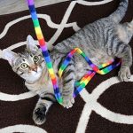 Cat Dancer Products Rainbow Cat Charmer 9