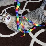 Cat Dancer Products Rainbow Cat Charmer 10