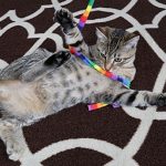 Cat Dancer Products Rainbow Cat Charmer 11