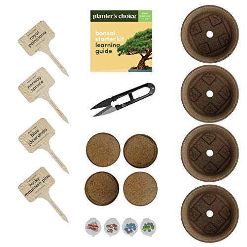Bonsai Starter Kit - Gardening Gift for Women & Men - Bonsai Tree Growing Garden Crafts Hobby Kits for Adults, Unique DIY Hobbies for Plant Lovers - Unusual Christmas Gifts Ideas, or Gardener Mother 3