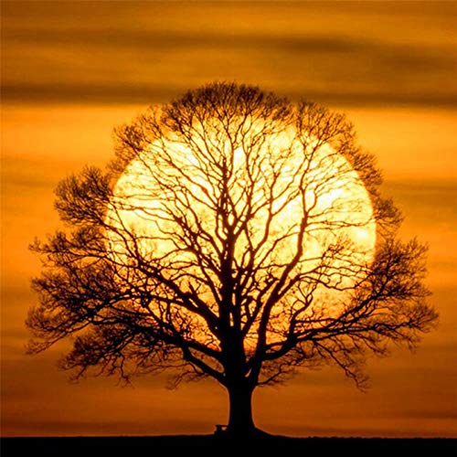 Elstey Diamond Painting Kits for Adults, DIY 5D Full Drill Diamond Canvas Embroidery Paintings by Number Kits, Perfect Art Gift for New House Home Wall Decor(Sunset Tree 11.8x11.8 inch) 2