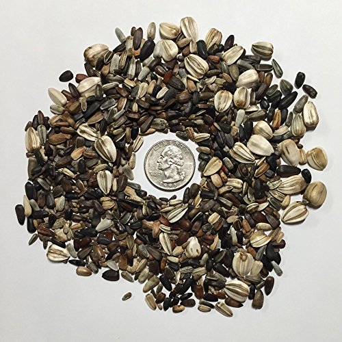 Seed Needs, Specialty Blend of 1,000+ Sunflower Seeds for Planting (15+ Varieties, Crazy Mixture) Heirloom, Open Pollinated & Untreated - Attracts Butterflies & Bees Bulk 2