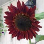Seed Needs, Specialty Blend of 1,000+ Sunflower Seeds for Planting (15+ Varieties, Crazy Mixture) Heirloom, Open Pollinated & Untreated - Attracts Butterflies & Bees Bulk 11
