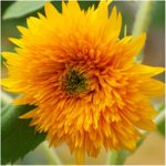 Seed Needs, Specialty Blend of 1,000+ Sunflower Seeds for Planting (15+ Varieties, Crazy Mixture) Heirloom, Open Pollinated & Untreated - Attracts Butterflies & Bees Bulk 12