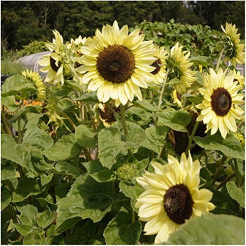Seed Needs, Specialty Blend of 1,000+ Sunflower Seeds for Planting (15+ Varieties, Crazy Mixture) Heirloom, Open Pollinated & Untreated - Attracts Butterflies & Bees Bulk 7