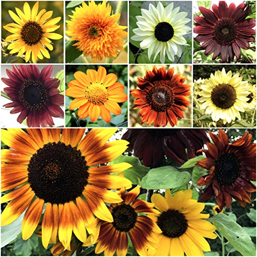 Seed Needs, Specialty Blend of 1,000+ Sunflower Seeds for Planting (15+ Varieties, Crazy Mixture) Heirloom, Open Pollinated & Untreated - Attracts Butterflies & Bees Bulk 13