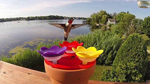 ZUMMR Hummingbird Ring Feeder (Red) - Hand Feed Hummingbirds Right in Your Backyard. Get up Close and Personal with Nature. Proudly Made in The U.S.A. - The Original 6